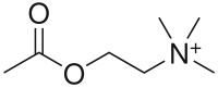 Acetylcholin - 1