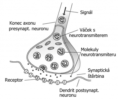 Acetylcholin - 2