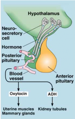 Oxytocin - 2